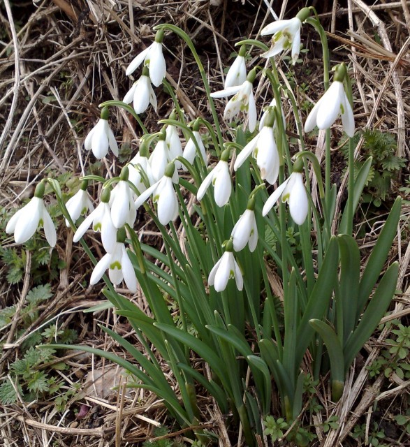 Snowdrops February 2010